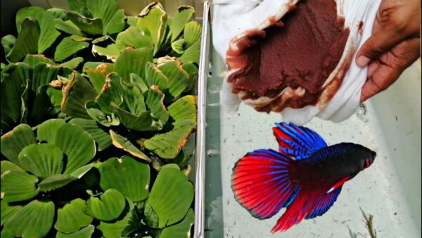 Plantas para criadero de peces betta